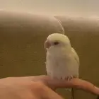 ببغاء روز البينو