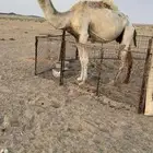 للبيع خفوت وضحا رمانيه