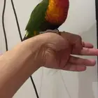 للبيع. لوري. اليف.