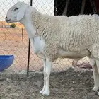 خروف حري صنف(تم البيع)