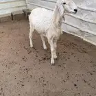 رخل جذعه دافع