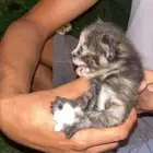 قطوه