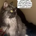 قط شيرازي للتبني