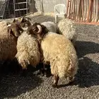 طليان نعيمي جبر ناهي