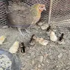 دجاجه عربيه ب فروخها