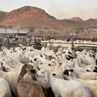 طليان سواكن بهم تربيه