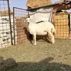 للبيع شاه دافع حريه