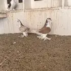 حمام شيرازي