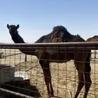 قعود مجهم كفوو للتواصل