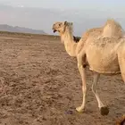 ناقتين وضح للبيع