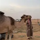 ناقه للبيع