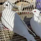 قماري البينو وسلفر