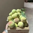 شتلات فاخره أصول