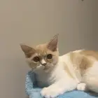 قط للتبني