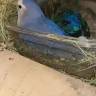 جوز روز اليف