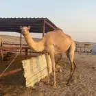 بكره جذعه