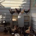 دجاج وبط بلدي