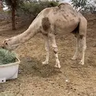 بعير شمالي شرط إضراب طبعه زين