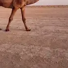 للبيع البعير الكفو الغرنوقي