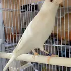 ذكر كناري وايت ستنايت صافي حجم وطول ماشاء الله عيون حمر ومن