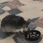 قنفذ