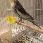 كروان ذكر للبيع على السوم