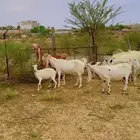 معزا هولنديات ومصريات دفيع ولد عددها 23 بالفحول تحتها 13