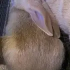 ارانب لي البيع