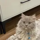 قطة للتبني