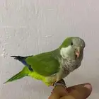 كويكر اليف حمام