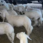 بهم للبيع