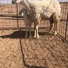 حريات مواليد