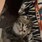 سكوتش فولد جمالو