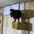 حمام شامي كش