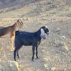 جفره عمرها7 شهور