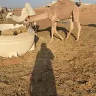 قعدان العدد 2 بري كفو