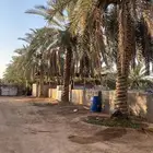 البيع نخيل منوع