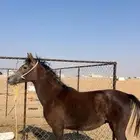 مهر بطل مستقبله قدام وجه