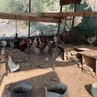 دجاج بلدي للبيع المخواة