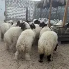 هرفا ذبايح