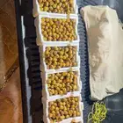 رطب روثانا