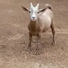 ماعز قزم لعوب جدا يصلح للأطفال