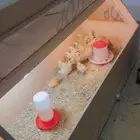 حضانه اتوماتيك