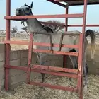 حصان شعبي العمر 4 سنوات