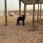 داغور مشروك