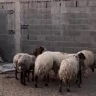 غنم نعيم