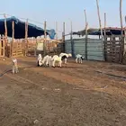 كباشه ورخيل