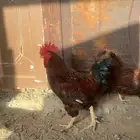 دجاج تركي