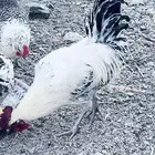 ديوك بلدي ذبح للبيع