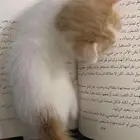 كتن ذكر